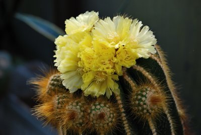 Eriocactus leninghausii - kaktus -květy u